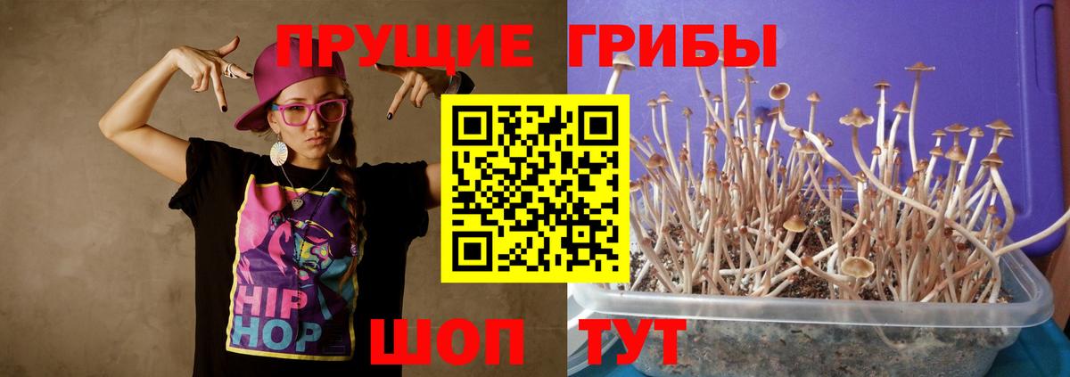 как найти наркотики  Вход с VPN  Сочи  Галлюциногенные грибы Psilocybe 